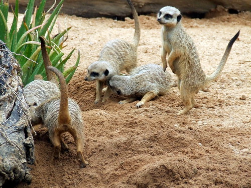Meerkats at work by smallfox2