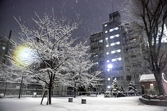 Tokyo Snow February 2011