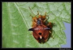 Heteroptera/Acanthosomatidae