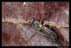 Diptera/Fanniidae