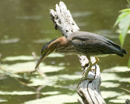 The Green Heron patiently hunting