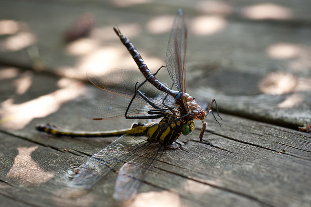 dragonfly cannibalism
