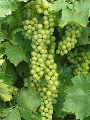 Grapes/vineyards