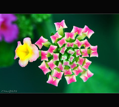 Flower_set_10