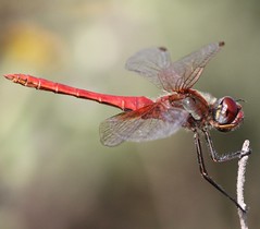 Dragonflies Greece