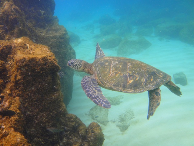 sea turtle in Waimea bay