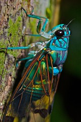 Cicadas (All trips)