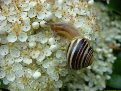 Snails, Slugs