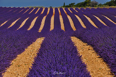 Provence / Provenza