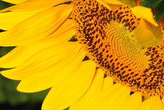 SunflowerField