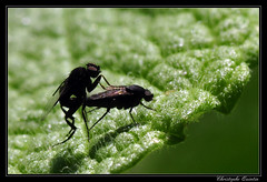 Diptera/Phoridae