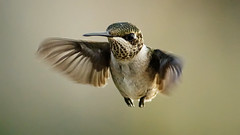 2010 Hummingbirds