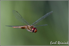 NATURE (Dragonflies)