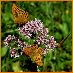 Schmetterlinge / Butterflies