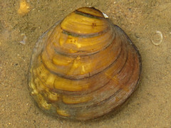 Freshwater Mussels Of The U.S.