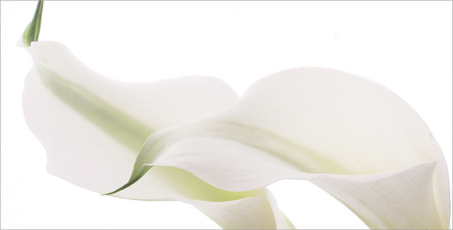 Calla Lily: two white calla lilies on white - IMG_8973-2