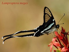 Papilionidae, Thailand