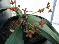 Welwitschiaceae (Welwitschia family)