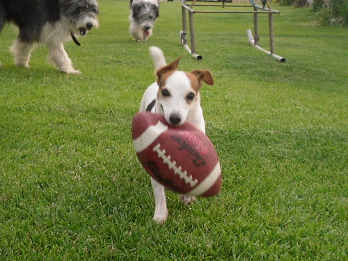 Doggy Football