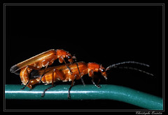 Coleoptera/Cantharidae