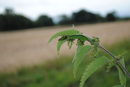 Stinging Nettle by Glover747