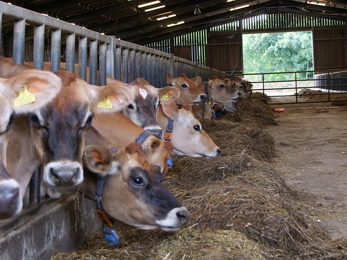 Jersey Cows in a Parlour
