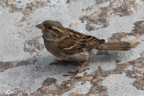 House Sparrow, St.Ives, Cornwall by Claire Stocker (Stocker Images)