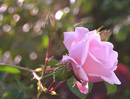 Beautiful Pink Rose Flower photo