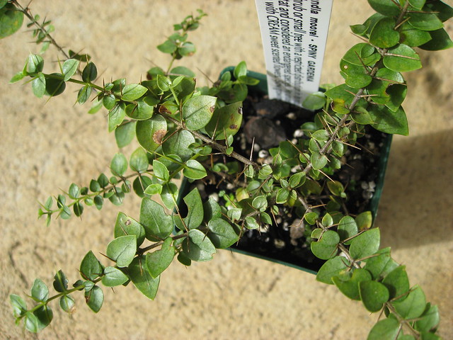 Spiny Gardenia (Randia moorei)