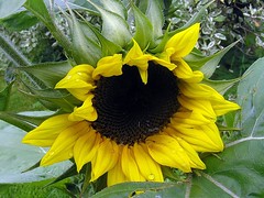 Sunflowers 002