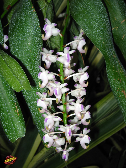 Aerides odorata - Orchidaceae mC20100629 062