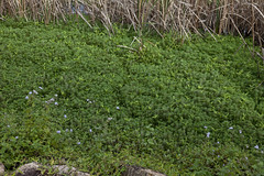 Bells Creek Invasive Weed  -  Margate & Clontarf