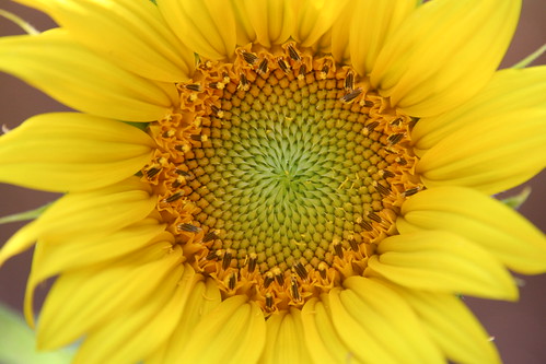 Volunteer Sunflower! Gorgeous!