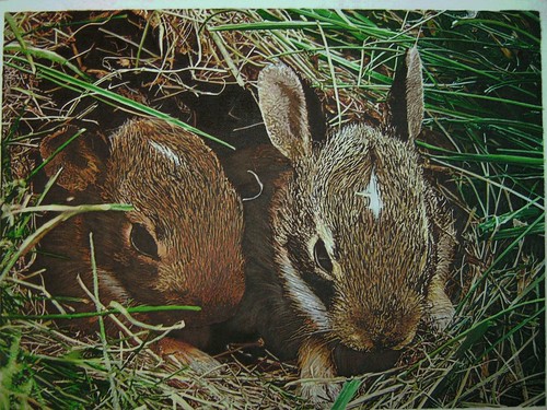 pair of rabbits oil painting