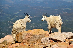 To the mountain goats among us.