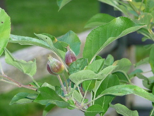 Apple Tree Spring 2010