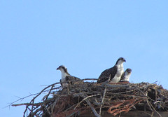Ospreys Nesting 2010
