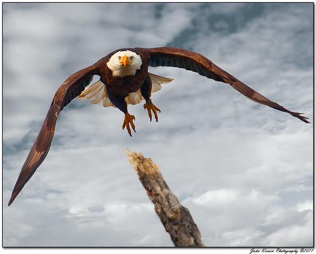 Eagle in Flight_1