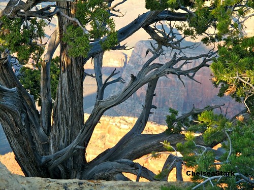 Magic Tree" Grand Canyon National Park-  ChelseaStark http://www.chelseastarkphotography.com by chelseastarkphotography.com