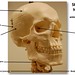 Skull, anterolateral view with labels - Axial Skeleton Visual Atlas, page 13