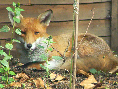 Fox in my back yard
