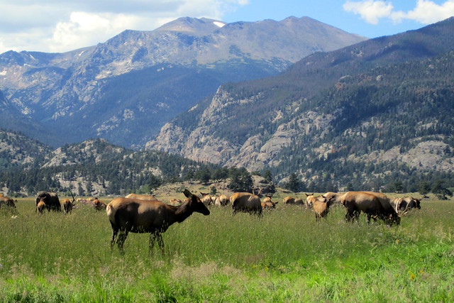 Colorado - Rocky Mountain National Park: Moraine Park - Elk Rut