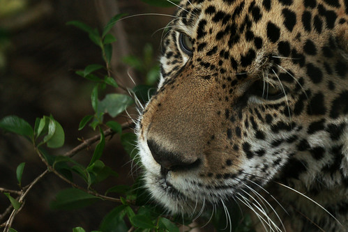 Jaguar by Dave 2x (in Cambodia)