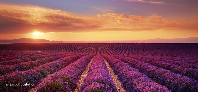 France - Provence - Lavender Fields