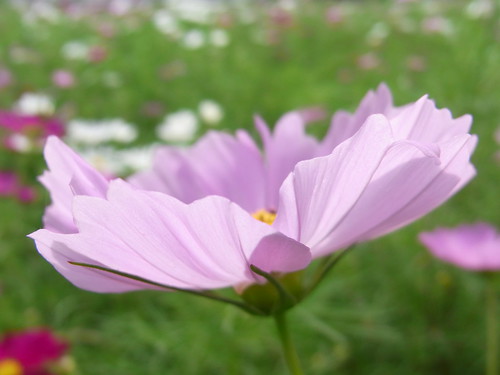 cosmos flower pictures