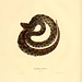 011-Crotalus miliarus-North American herpetology…1842-Joh Edwards Holbrook