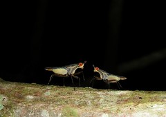 Dypteros (Moscas e Mosquitos) 