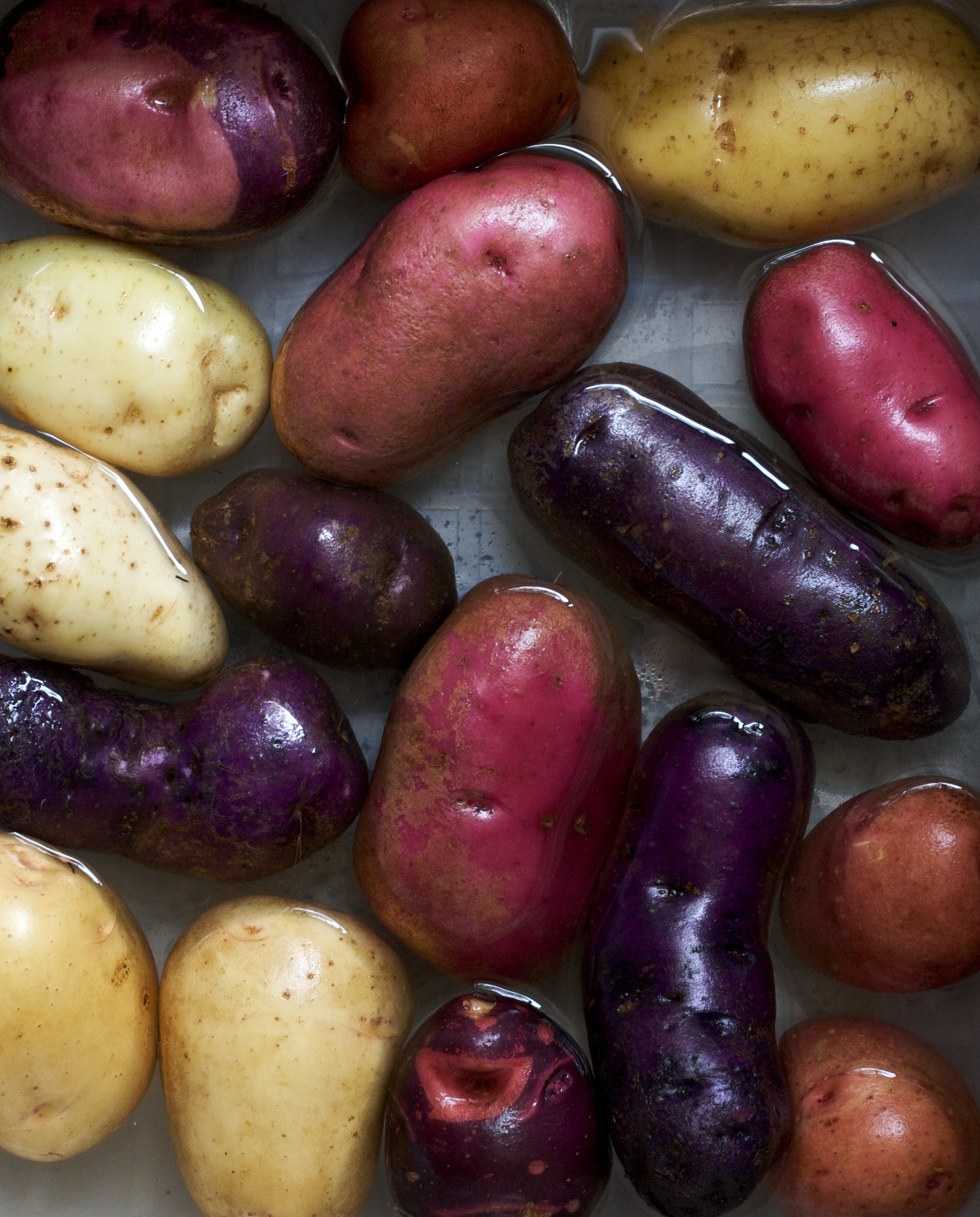 Colorful Heirloom Potatoes