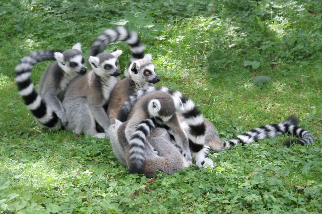 Ring Tailed Lemurs in Madagascar
