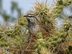 arizona & new mexico birds
